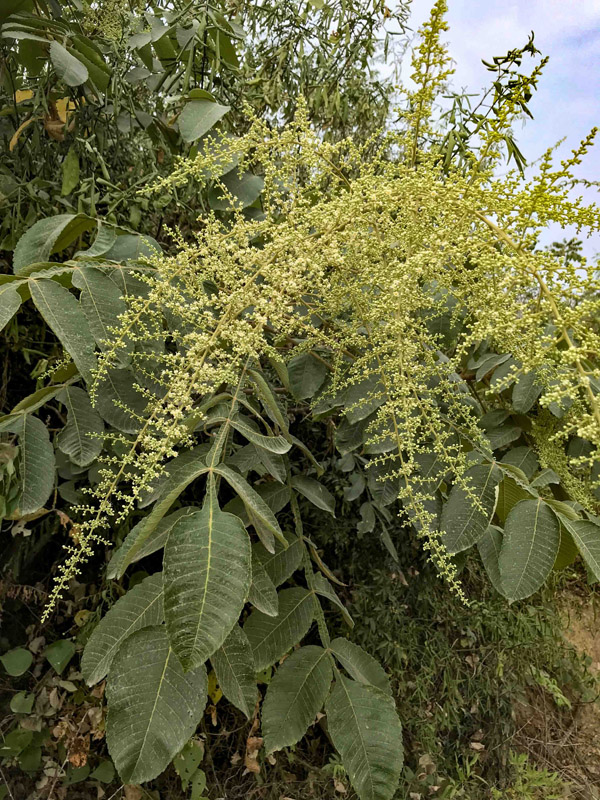 盐肤�?(2).jpg 盐肤�?(2).jpg