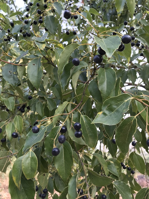 樟树02.jpg 樟树02.jpg