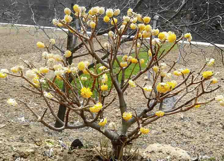 结香�?.jpg 结香�?.jpg