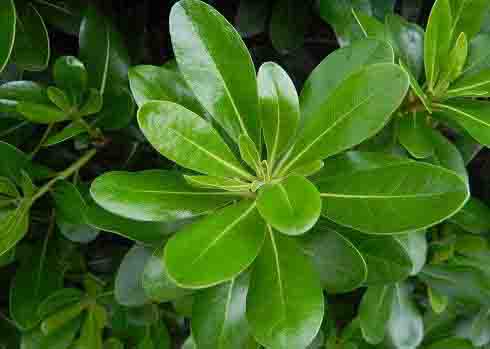 海桐�?.jpg 海桐�?.jpg