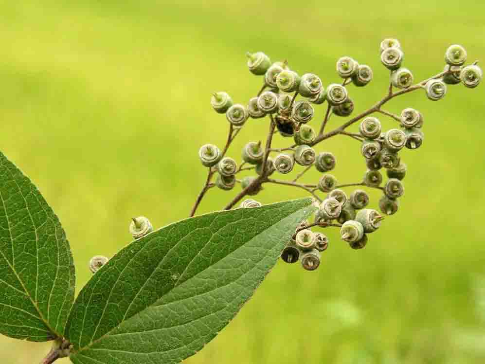 溲疏�?.jpg 溲疏�?.jpg