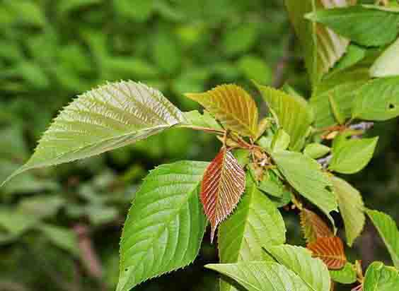 领春木叶1.jpg 领春木叶1.jpg