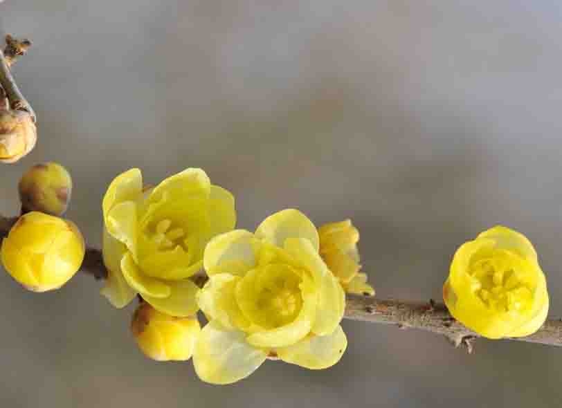 蜡梅1.jpg 蜡梅1.jpg