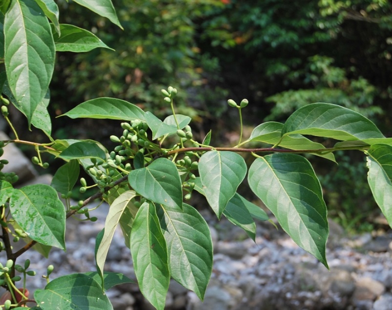 紫树2.jpg 紫树2.jpg