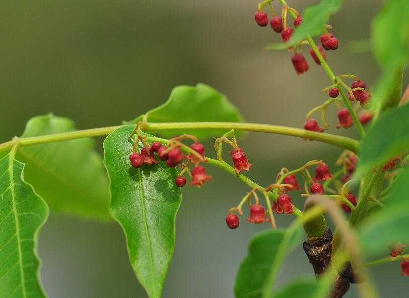 南酸�?2.jpg 南酸�?2.jpg