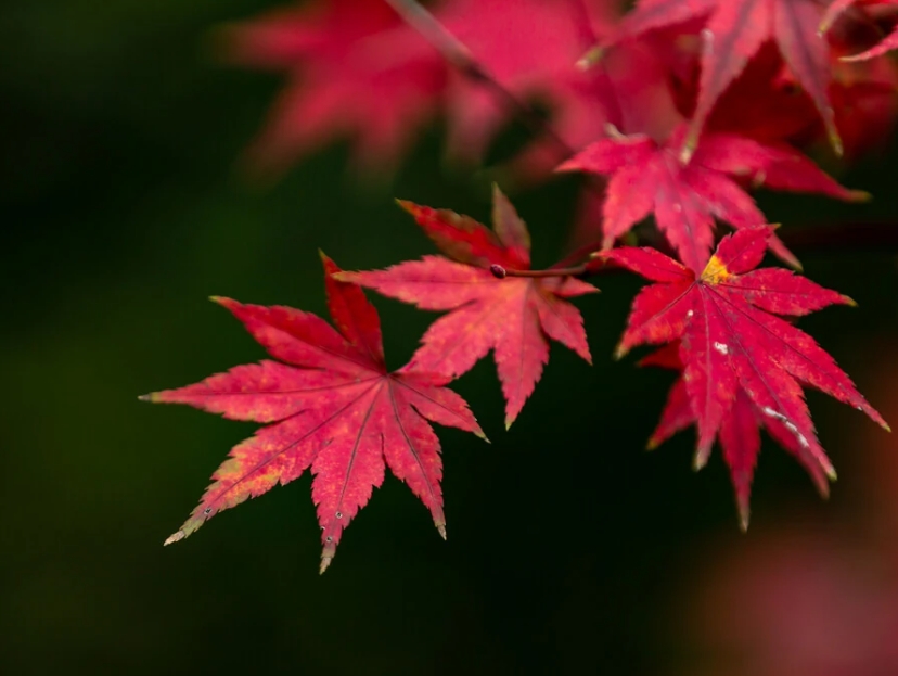红枫11.jpg 红枫11.jpg